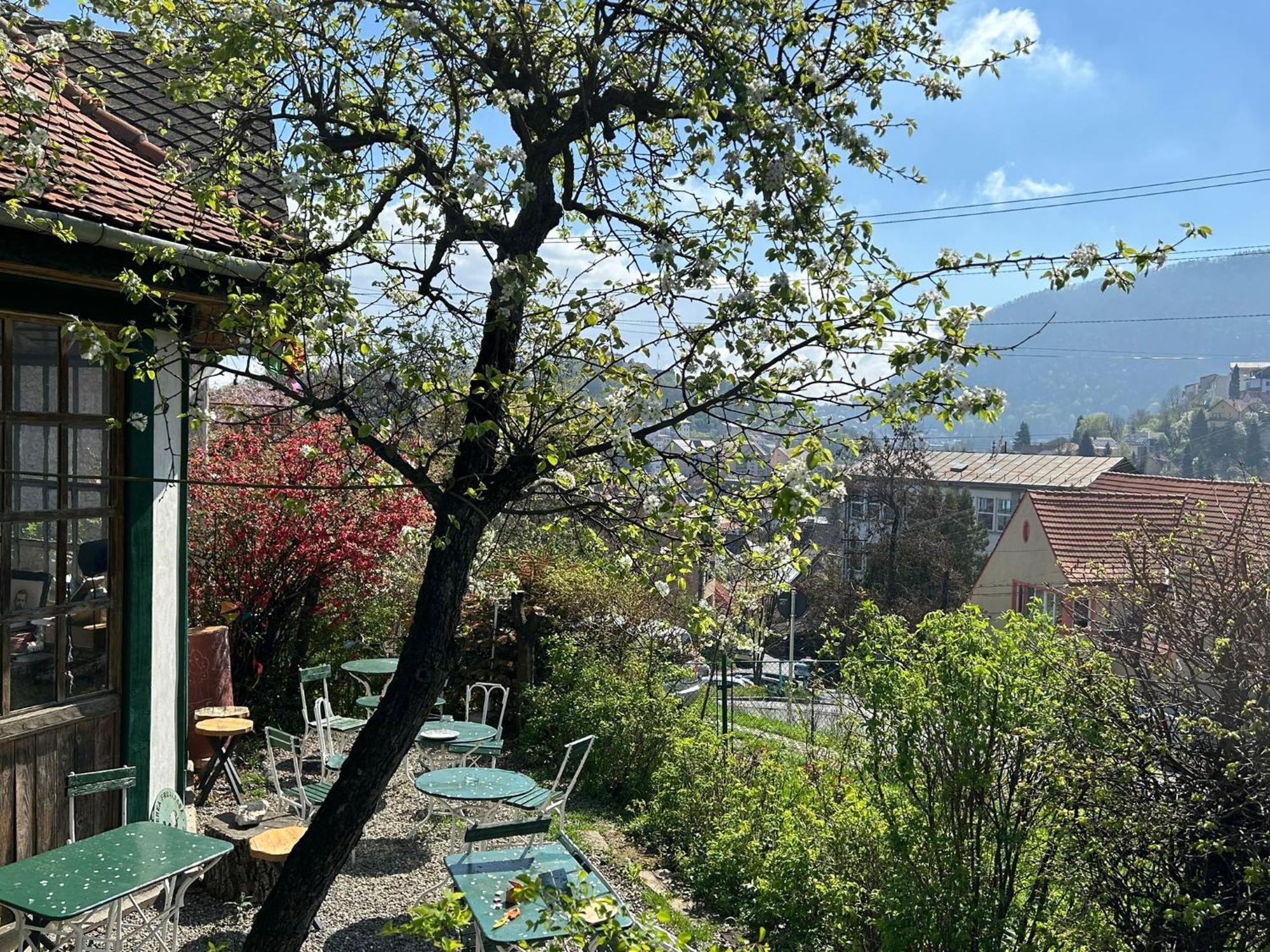 Villa Kuschmann Braşov Exterior foto